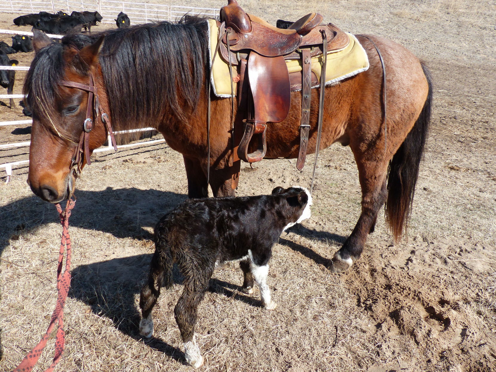 Calf
